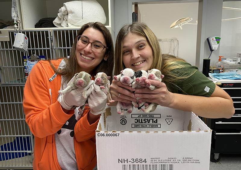 Carousel Slide 3: Puppy Care